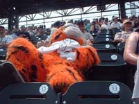 detroittiger